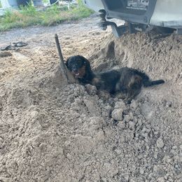 Princess - Dachshund