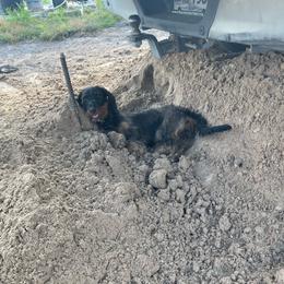 Princess - Dachshund
