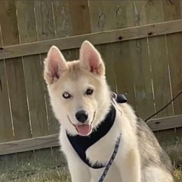 Siberian Husky Puppies from North Valley Huskies