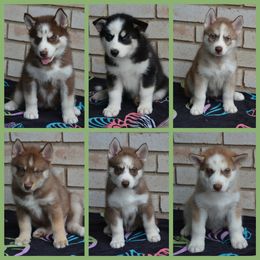 Siberian Husky Puppies from Spalla Pups