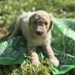 Goldendoodle Puppies from Southern Grace Acres