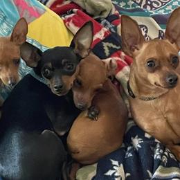 Miniature Pinschers from Little L’s Magical Min Pins