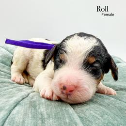 Roll - Tri-color female Bernedoodle puppy in Sunman, Indiana from Brunsman Country Doodles LLC