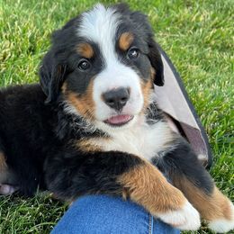 Bernese Mountain Dogs from Cedar Point Pups