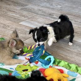Honey - Black and white female Chihuahua puppy in Oklahoma City, Oklahoma from Savvy Chihuahuas of Oklahoma