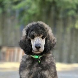 Francis - Brindle male Poodle puppy in Springfield, Oregon from Valaurah Farms