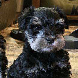 Girl 1 - Black and silver female Miniature Schnauzer puppy in Spokane, Washington from Blue Haven Stable