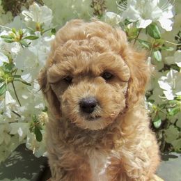 Assorted Doodle Crosses, Cavapoo, and Morkie Puppies from Kay’s Cutie Poos