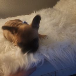 French Bulldog Puppies from Ma Chérie French Bulldogs