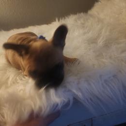 French Bulldog Puppies from Ma Chérie French Bulldogs