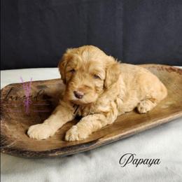 Papaya - Red  male Goldendoodle puppy in Mancelona, Michigan from Lavender poodles & doodles
