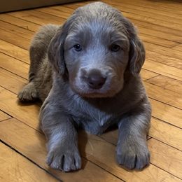 Long Haired Weimaraner puppies from Northern Bluegrass Weimaraners