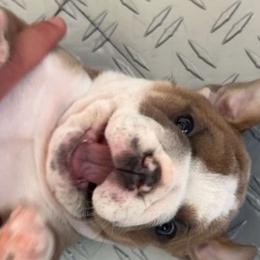 Boy 1 - Fawn and white Bulldog puppy in Macomb, Michigan from London's Bears English Bulldogs