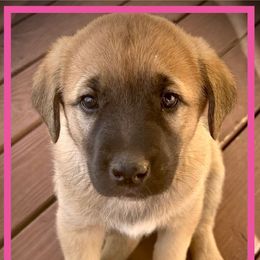 Pink - Fawn female Anatolian Shepherd Dog puppy in Clark, Wyoming from Fyne Acres