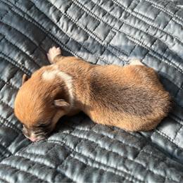 Pretty Precious Please - Red female Pembroke Welsh Corgi puppy in Blaine, Tennessee from Rose Brier Pembroke Welsh Corgis