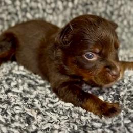 Ruby - Red tri female Miniature Australian Shepherd puppy in Michie, Tennessee from Acton Aussies