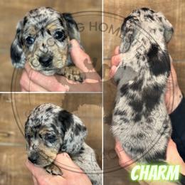 Charm - Dapple male Dachshund puppy in Fond Du Lac, Wisconsin from Clucking Homestead Springers & Dachshunds
