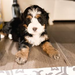Bernedoodle, Goldendoodle, and Poodle Puppies from Teddy Doodles & Standard Poodles