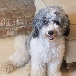 Indigo - Sheepadoodle