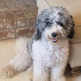 Indigo - Sheepadoodle