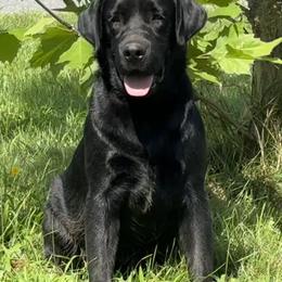 Corran - Black male Labrador Retriever puppy in Beaverdam, Virginia from Riverside Sunset Labrador Retrievers