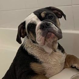 Bulldogs from Malone’s Palmetto Puppies