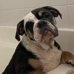 Bulldogs from Malone’s Palmetto Puppies