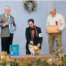 Chihuahua All Grown Up from OneLove Chihuahuas