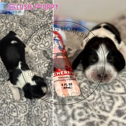Slush Puppy - Tri-Roan female English Springer Spaniel puppy in Fond Du Lac, Wisconsin from Clucking Homestead Springers & Dachshunds
