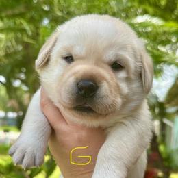Girl 7 - Yellow female Labrador Retriever puppy in Vero Beach, Florida from Southern Sunshine Labradors