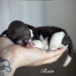 Rain - Parti male Goldendoodle puppy in Waterford, California from Alvdoodles