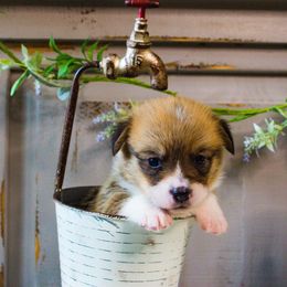 Pembroke Welsh Corgi Puppies from South Texas Blue Collar Corgis