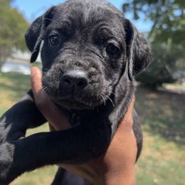 Cane Corso Puppies from Exotic Empire Kennels LLC