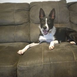 Nymbus - Border Collie