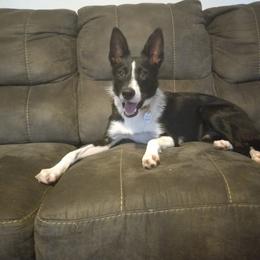 Nymbus - Border Collie