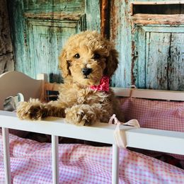 Bernedoodle, Cavapoo, and Goldendoodle Puppies from 406Doodles
