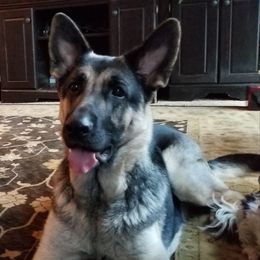 Abbey - German Shepherd