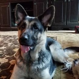 Abbey - German Shepherd