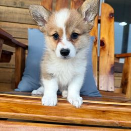 Lola - Red female Pembroke Welsh Corgi puppy in El Dorado Springs, Missouri from Trixie Dixie