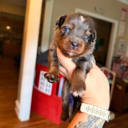Buzz - Blue merle male Miniature Australian Shepherd puppy in Buchanan, Georgia from Stanleyville Farm Mini Aussies
