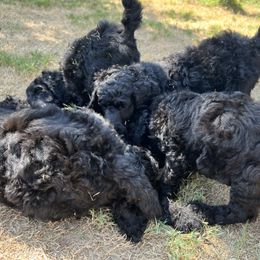 Poodle Puppies from Tyler Family Poodles
