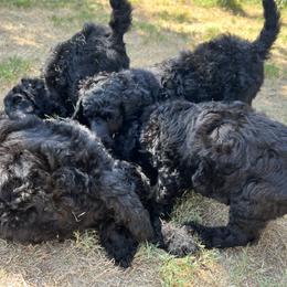 Poodle Puppies from Tyler Family Poodles