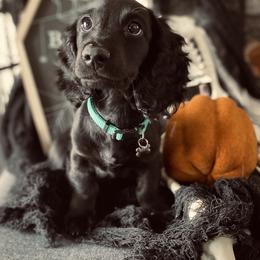 Dachshund Puppies from Desert Dachshunds