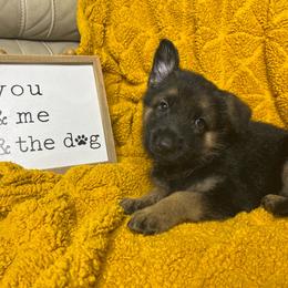 Hannah - Black and tan female German Shepherd puppy in Mc Minnville, Tennessee from Hobbs Family Shepherds
