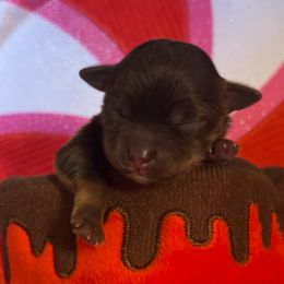 Allegra - Chocolate female Havanese puppy in Arizona from HavaDoggie