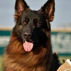German Shepherds from Zeitgeist German Shepherds