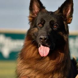 German Shepherds from Zeitgeist German Shepherds