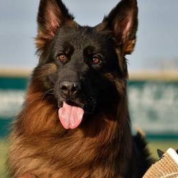 German Shepherds from Zeitgeist German Shepherds