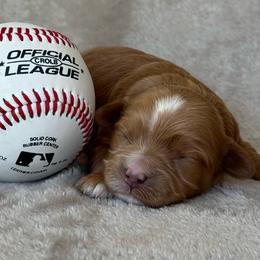Luna - Apricot female Cavapoo puppy in Mona, Utah from Small Town Cavaliers