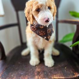 Miles - Yellow and white male Bernedoodle puppy in Wagener, South Carolina from Noble Friend Breeders LLC